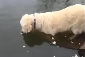 狗狗竟用面包钓鱼，还一招击中啃上一条鱼，这狗都要成精了图片
