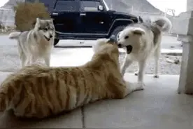 两只宠物狗和老虎打架，结局却让主人捧腹大笑图片