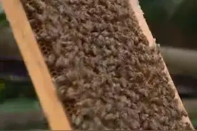 醴陵"蜂老头"养7000多箱蜜  记者全副武装体验取蜜过程图片