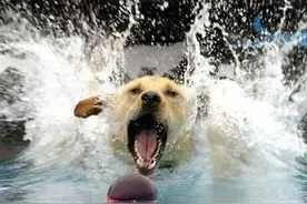 狗狗游泳中的战斗机——金毛寻回犬图片