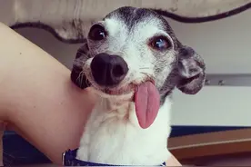 吐舌汪星人呆萌模样走红网络，萌宠美丽不走寻常路图片