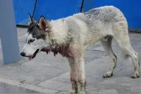 狗狗脖子滴着血站路边，餐馆老板要300才肯放过！图片