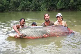 巨骨舌鱼-大型淡水鱼类图片
