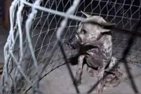 不爱也请勿伤害，小狗被胶圈绑嘴伤口深度溃烂，见人就惊慌逃跑图片