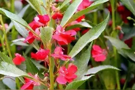 指甲花，全身是宝，满满儿时回忆！你玩过吗？图片