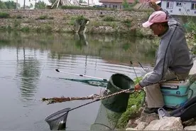 黑坑放鱼当天的选位技巧和钓法图片