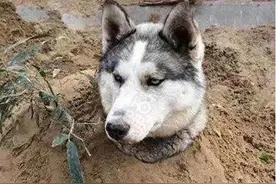 种瓜得瓜，种哈得哈，爆笑二哈。吃饭的时候别看！图片