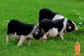 饿了么创“竞价排名”，百度的小弟又多了一个图片