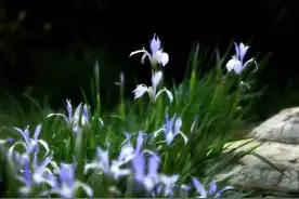 孔子与《幽兰》  去他的吧图片