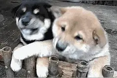汪星人gif：  居然敢欺负女主人，跟你拼了！图片