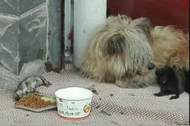 流浪母狗遇到群狗抢食，搏斗时，狗宝宝却被无情的公狗“猎杀”！图片
