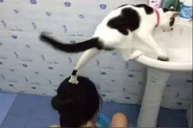 你是我见过唯一一个可以把主人踩在脚下的猫图片