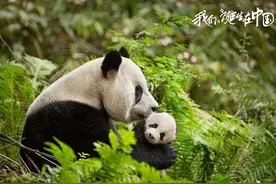《我们诞生在中国》：陆川讲了一个很人类的故事图片