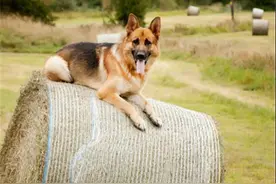 德国牧羊犬的护理毛发美容妙招图片