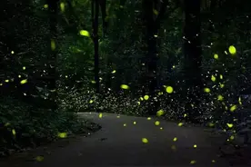 还你童年记忆，广州这些地方可以看萤火虫，美到窒息图片