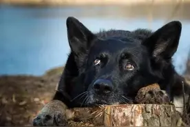 可爱萌翻你、尚品德牧艺术之美图片