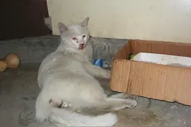 在家门口捡到一只受伤的流浪猫，后来它送给我一个天大的惊喜图片