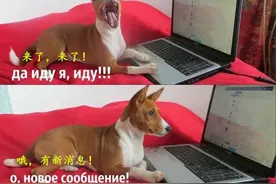 谁说战斗民族都高冷，网上全是段子手啊。。。图片