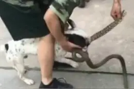 斗牛犬死咬大蛇不放松，将其狠甩暴击而死，人拉拽，下一步更凶狠图片