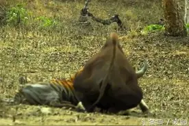 单只老虎绝地铲杀野牛，狠咬脖子不放松，最后野牛死得这么惨！图片