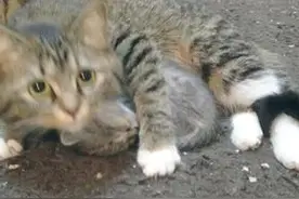 猫妈妈爱子情深的精彩瞬间！最后一张为护崽一招制敌，真的很霸气图片