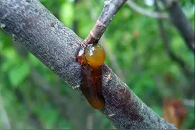 桃树流胶病怎么办？图片