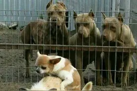 狗和猪能生个啥玩意？猪狗不如图片