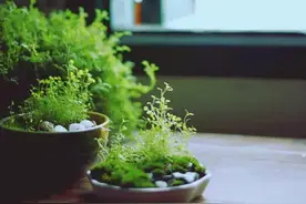 炎夏来临，教你10招打造一个清凉的家！图片
