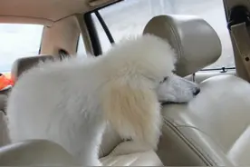 说说什么办法能够有效的治疗狗狗晕车这个情况？图片