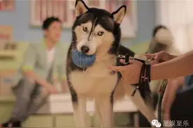 前方萌宠来袭！这些大陆宠物剧你都看过吗？图片