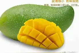 芒果界最闪耀的一颗星——田东桂七青芒图片