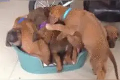 一群小狗狗拼命叠罗汉挤一个小窝，可旁边明明就空着一个超大窝~图片