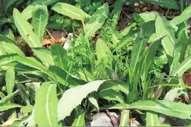 农村水渠边经常见这种野菜，没想到它能治肠炎！图片