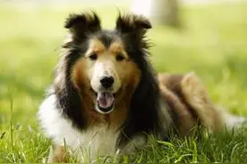 苏格兰牧羊犬，牧羊犬中的明星图片