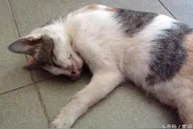 猫咪吃了死老鼠中毒身亡，主人依依不舍，场景让人难过，太可怜了图片