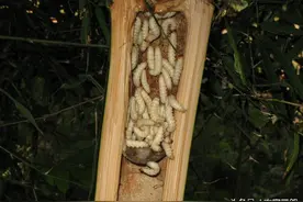 在农村，它们是专坑竹子的蜜蜂近亲，进城后被无数食客坑到惨图片