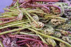 猴子腿，农村山里常见的野菜，没想到还能驱小儿蛔虫图片