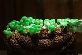 为何她独爱翡翠不离身？图片