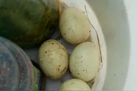 钓鱼不成，捡几个蛋，给怀孕的媳妇交差图片