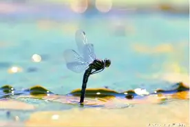 经常看到的蜻蜓点水,你了解多少？图片