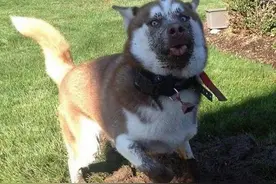 污叔播报 I 哎呀 我跌倒了 需要大姐姐抱抱才能起来图片