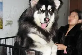 阿拉斯加遛街，路人都爱跟它拍照，原因是它的体型太大了图片