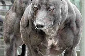 这些肌肉狗，看起来不好惹图片