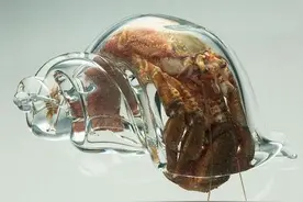 寄居蟹在螺壳内是这个样子图片