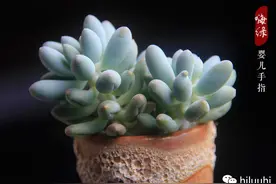 被这组多肉植物“婴儿手指”戳中我的萌点了！图片