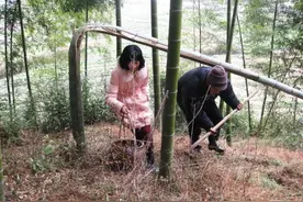 挖个冬笋也有“潜规则”？图片