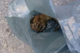 装在塑料袋里被丢弃的小猫为什么会全身湿透？究竟是谁这么狠心！图片