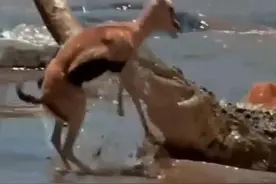 羚羊群过河，遭鳄鱼群拦腰咬死，凶猛捕杀无一幸免，太惨了！图片