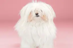 狗狗理发前后对比照，你还能认出它们吗？图片