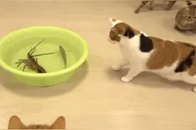 当霸气喵星人对上大龙虾，气氛不算融洽，整只猫都感觉不太好了！图片